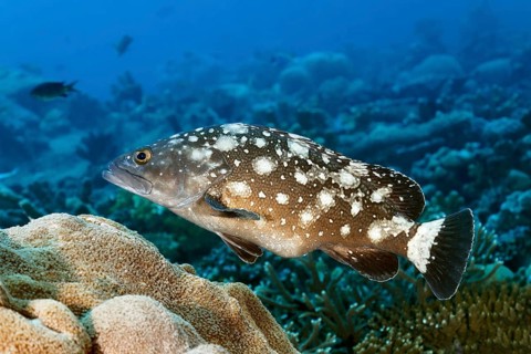 Milky ray grouper (Epinephelus caeruleopunctatus) with belly full of fish spawn, Great Barrier