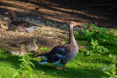 One couple of adult Greylag Goose, Anser anser, with three chicks walk over a green meadow