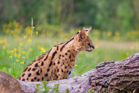 A serval, Leptailurus serval, sits behind a dead tree lying on a green meadow with some dandelion