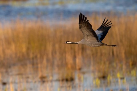 Crane (Grus grus), Hornborgorsjön, Sweden, Europe