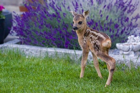 A fawn (Capreolus capreolus), standing in a garden. Hand raised orphan