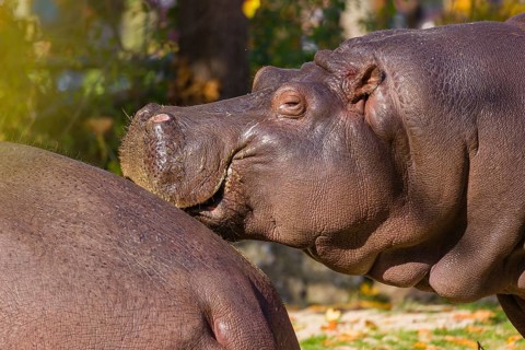 Two hippopotamus or hippo (Hippopotamus amphibius), standing on a river bank