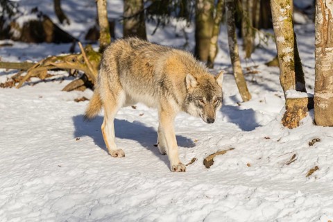 A young grey wolf (Canis lupus lupus) runs across the sloping, snow-covered meadow at the edge of a
