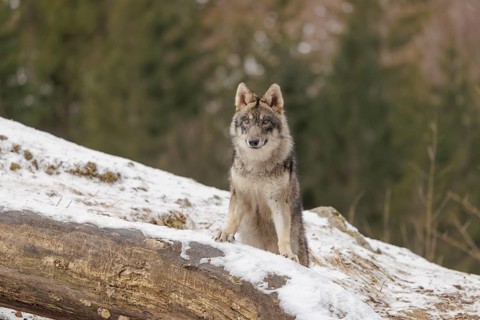 A young grey wolf (Canis lupus lupus) stands with his front paws on a snow-covered, fallen tree