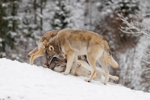 A young grey wolf (Canis lupus lupus) plays with its father on the sloping, snow-covered meadow on