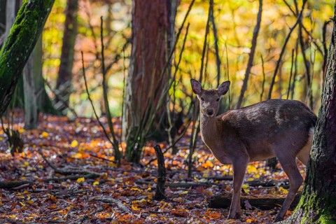 A female Manchurian sika deer or Dybowski's sika deer (Cervus nippon mantchuricus or Cervus nippon