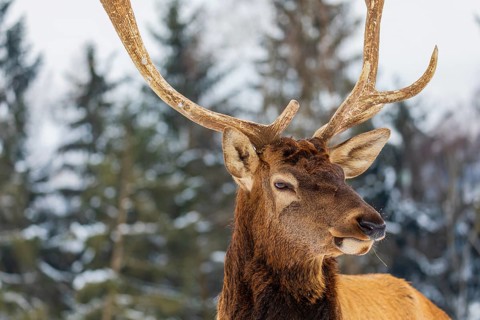 Portrait of a Wapiti stag, Cervus canadensis. A forest in the background