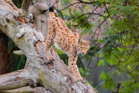 A Eurasian lynx (Lynx lynx) runs down a dead tree lying at an angle