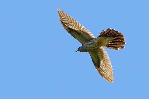 Common cuckoo (Cuculus canorus) adult male flying against blue sky in spring