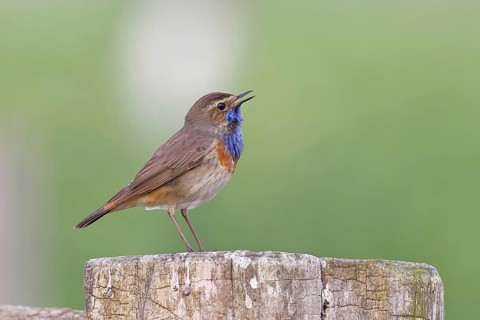 Bluethroat (Luscinia svecica cyanecula), male, singing on a pasture fence post, wildlife, Lembruch,