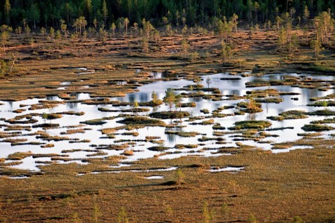 Peatland. Whooper swan's nesting area. Kuusamo. Finland
