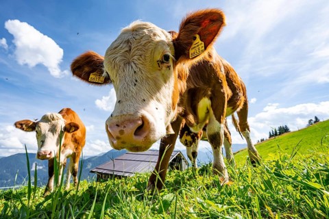 Two young curious calves (Bos primigenius taurus), cows on an alpine meadow, stretching their