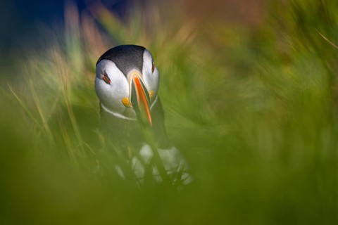 Puffin (Fratercula arctica) sitting in tall grass, Shetland Islands, Great Britain