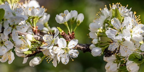 Blossoming mirabelle tree in spring, tree blossom, fruit tree blossom, Stuttgart,