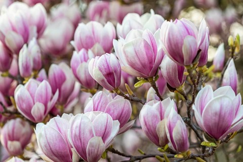 Magnolia blossom on magnolia tree in spring, Magnolias (Magnolia), Stuttgart, Baden-Württemberg,