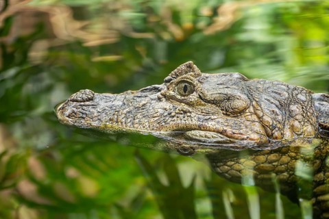 Saltwater crocodile (Crocodylus porosus) swimming in the water, captive