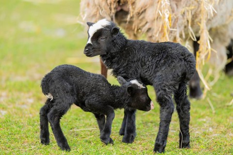 Domestic sheep (Ovis orientalis aries), lambs, with black fur standing on a meadow, Bavaria,
