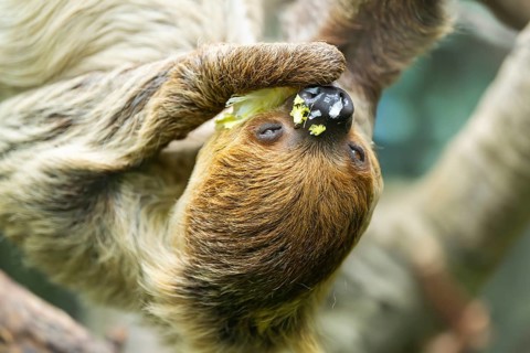 Hoffmann's two-toed sloth (Choloepus hoffmanni) hanging on a tree, captive, Germany, Europe
