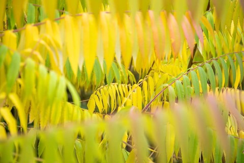 Autumn coloured leaves of a vinegar tree (Rhus typhina), Full size, Baden-Württemberg, Germany,