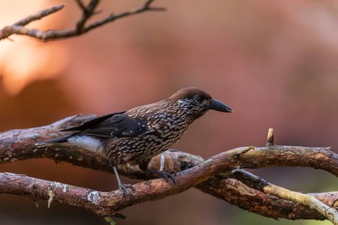 One spotted nutcracker or Eurasian nutcracker (Nucifraga caryocatactes) sitting on a twig. A