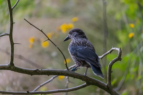 One spotted nutcracker or Eurasian nutcracker (Nucifraga caryocatactes) sitting on a twig. Green