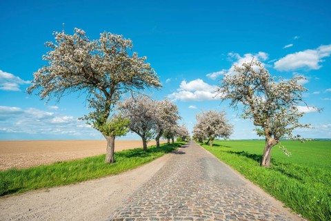 Avenue with blossoming fruit trees in spring under a blue sky with cumulus clouds, narrow country