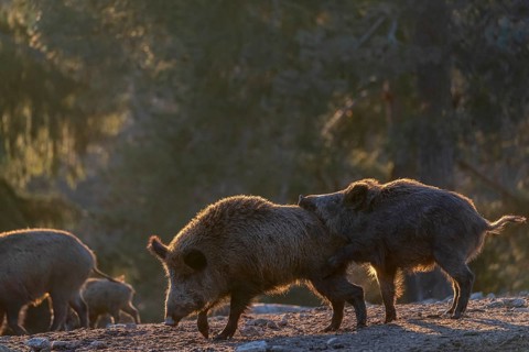 Two wild boar or wild pig (Sus scrofa) play fighting on an opening. Strong backlit condition