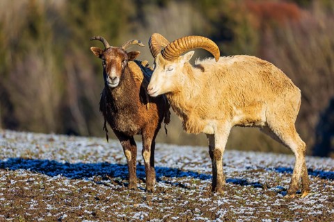 Two snow sheep (Ovis nivicola), or Siberian bighorn sheep stand on a snow covered meadow