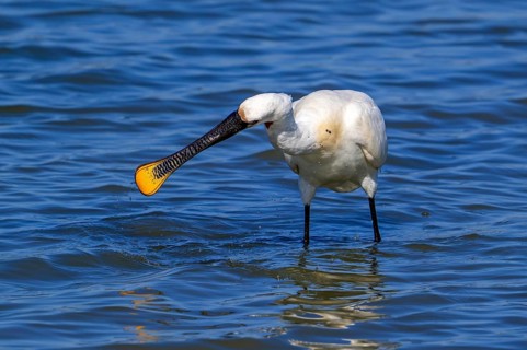 Eurasian spoonbill, common spoonbill (Platalea leucorodia) in breeding plumage foraging by sweeping