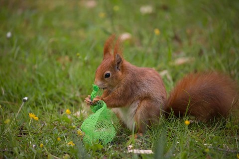 One Red squirrel or Eurasian red squirrel (Sciurus vulgaris) feeding on bird food in a plastic net.