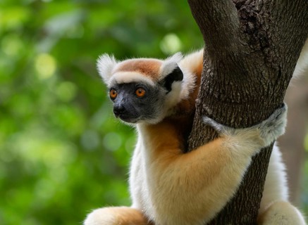 Golden-crowned sifaka (propithecus tatersalli) in the dry forests of northern Madagascar