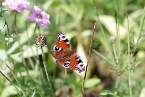 European peacock (Aglais io), butterfly, macro, flower, coloured, The peacock butterfly sucks