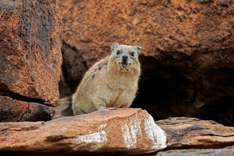 Rock hyrax (Procavia capensis), adult, alert, on rocks, Mountain Zebra National Park, South Africa,