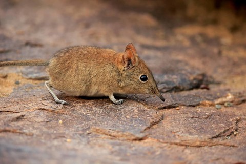 Short-eared elephant shrew, (Macroscelides probosideus), adult, foraging, Mountain Zebra National