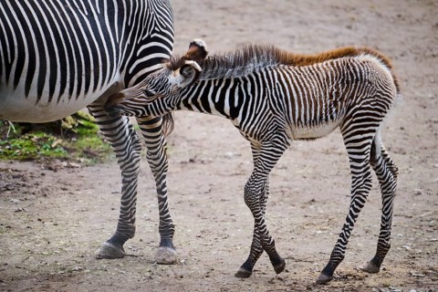 Grévy's zebra (Equus grevyi), youngster, Germany, Europe