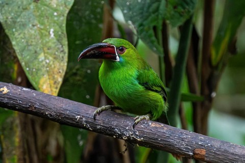 Crimson-rumped toucanet (Aulacorhynchus haematopygus), Mindo Forest Reserve, Mindo, Ecuador, South