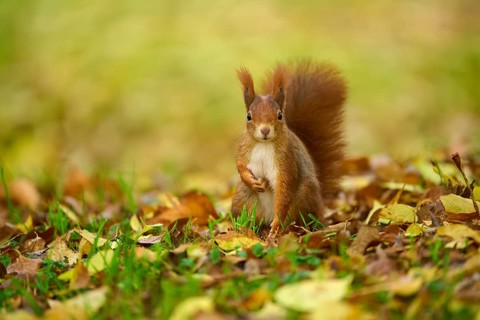 Eurasian squirrel (Sciurus vulgaris), standing in a meadow full of autumn leaves with colourful
