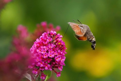 Dove tail (Macroglossum stellatarum) hovering next to a pink flower, summer lilac (Buddleja