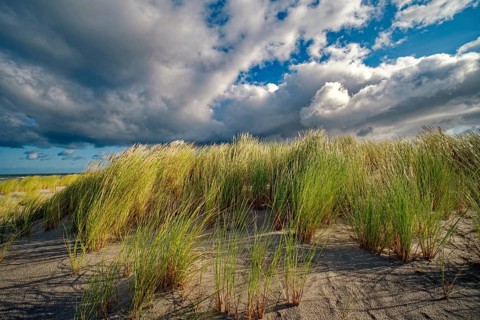 European Marram Grass (Ammophila arenaria) on the Baltic Sea beach, cloudy mood, Ahrenshoop,