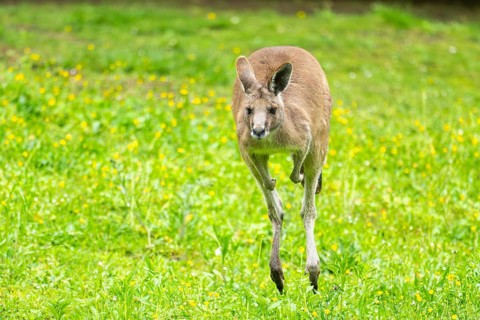 Eastern grey kangaroo (Macropus giganteus) on a meadow, Bavaria, Germany, Europe