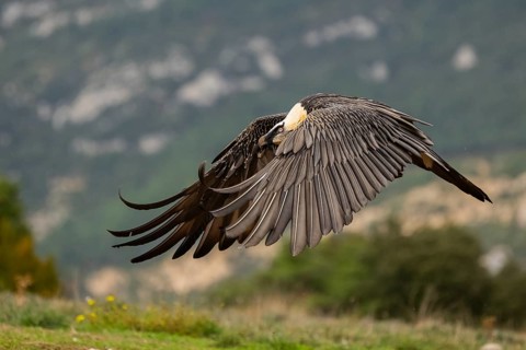 Bearded Vulture (Gypaetus barbatus) adult bird in flight with mountains in the backround, Pyrenees,