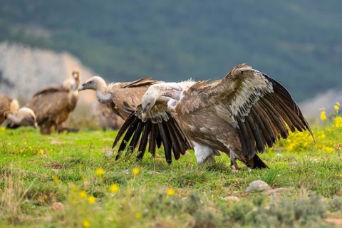 Griffon Vultures (Gyps fulvus) fighting on a flowering meadow in autumn, Pyrenees, Catalonia,