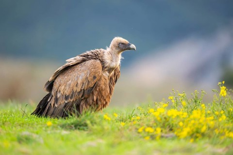 Griffon Vulture (Gyps fulvus) sitting on a flowering meadow in autumn, Pyrenees, Catalonia, Spain,