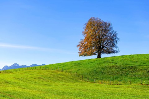 Single tree on a hill with green meadow and blue sky, the scene appears calm and peaceful, copper