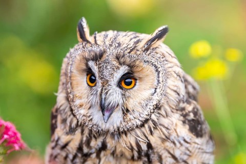 Long-eared owl (Asio otus), or lesser horned owl, sitting in middle of blossoming flowers, captive,