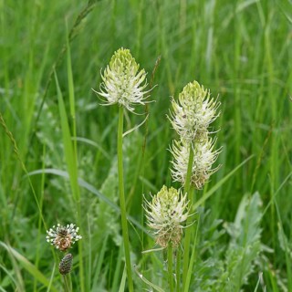 Spiked rampion (Phyteuma spicatum), greenish-white flowers in a forest clearing, Wilnsdorf, North