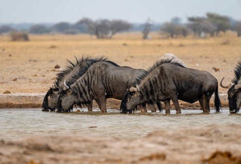 Blue wildebeest (Connochaetes taurinus), four wildebeest drinking at a waterhole, Nxai Pan National