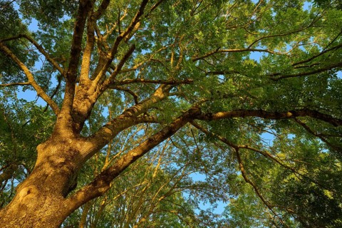 View into the crown of an ash tree with a dense canopy of leaves and sunlight shining through the