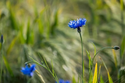 Cornflower (Cyanus segetum), Münsterland, North Rhine-Westphalia, Germany, Europe