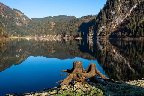 The Vordere Gosausee in autumn with a view of the Gasthof Gosausee. Two uprooted tree stumps in the